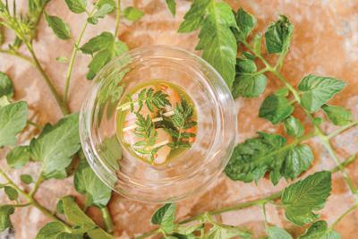 A shrimp in a clear bowl on top of an array oh herbs