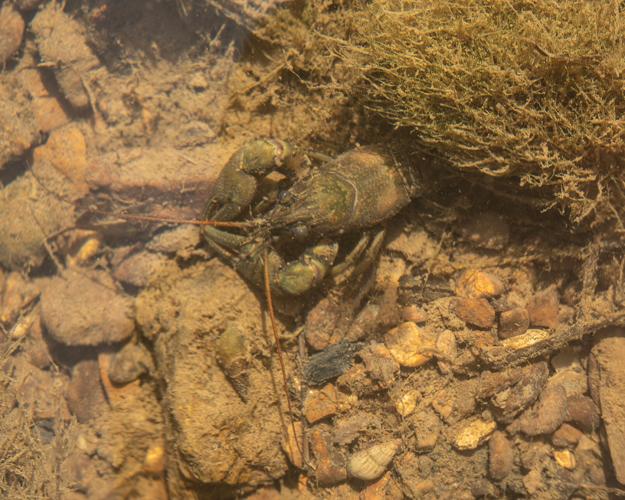 Crayfish in Mill Creek