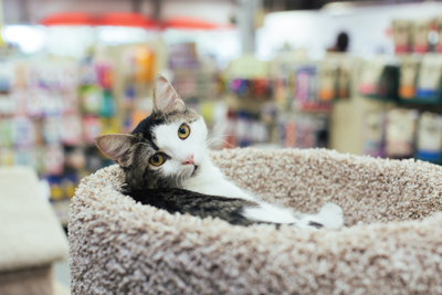 Best Pet Store