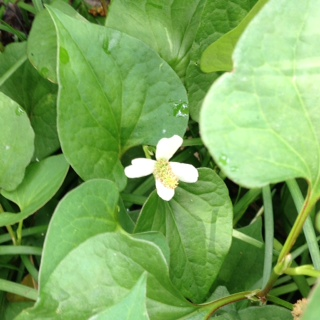 Chameleon Plant: Alien Menace or Culinary Delicacy?