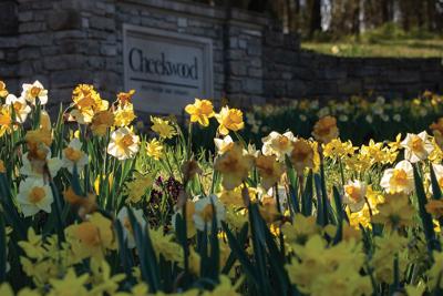 yellow flowers at the entrance to Cheekwood Estate & Gardens, the Nashville Scene’s 2026 Best Wedding Venue in Nashville