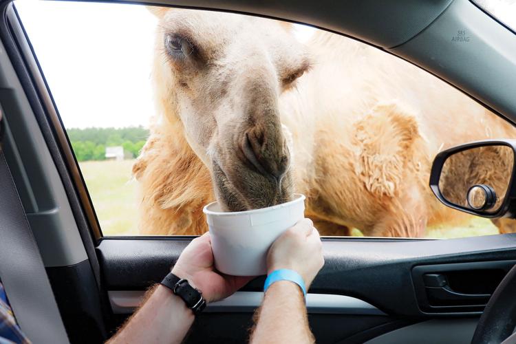 Tupelo Buffalo Park and Zoo