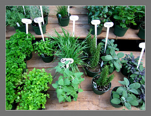 Money for Horticulture Students