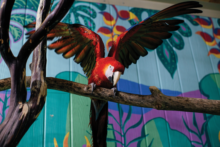 The Pet Issue 2021: Birds of a Feather