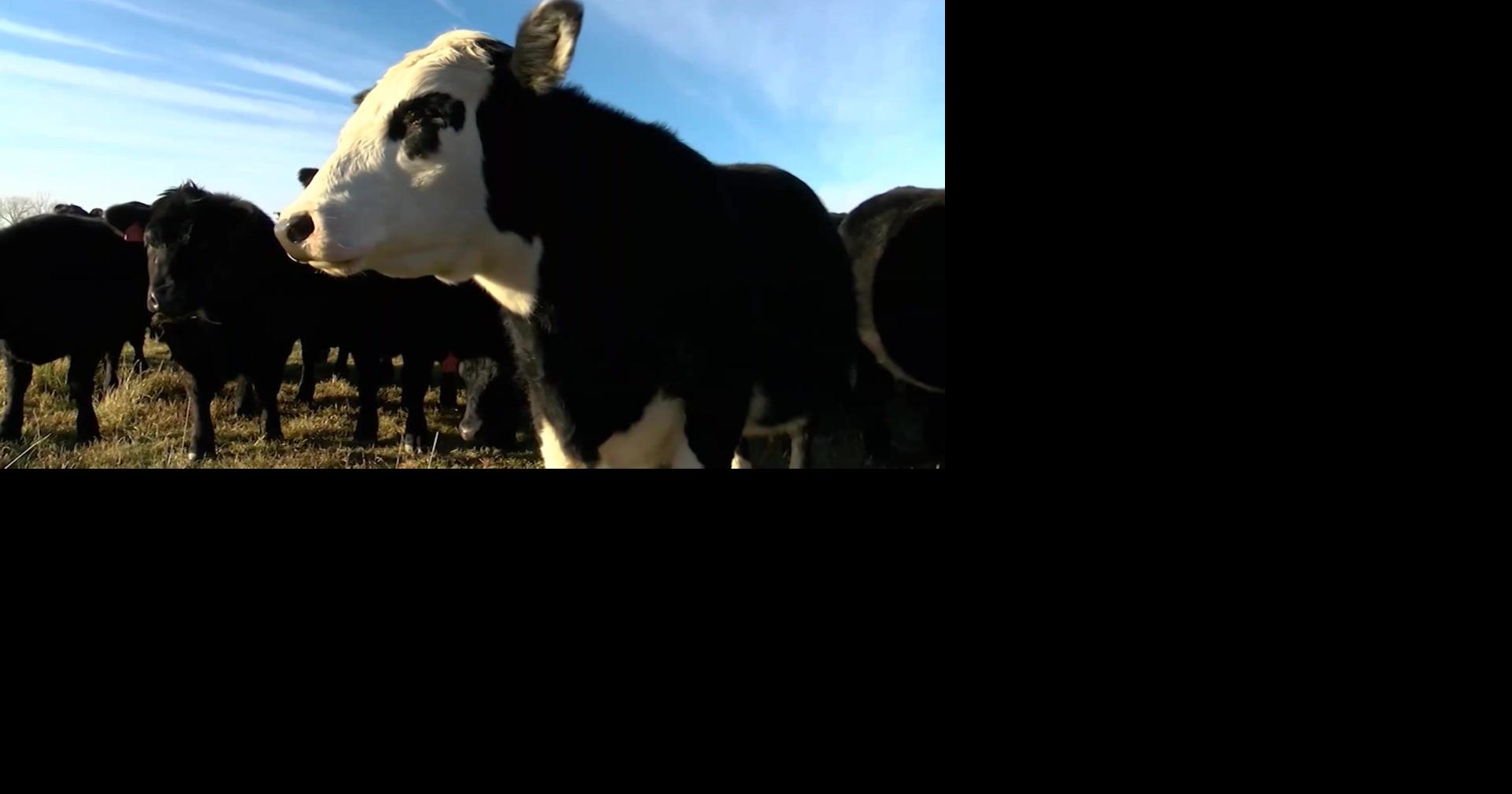 Summit in Northeast Oregon to adddress grazing land challenges