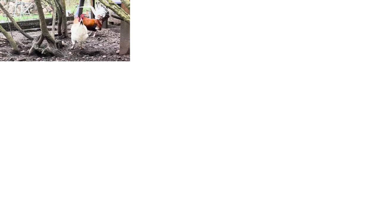 Rescued roosters still finding forever homes - Vimarsana News