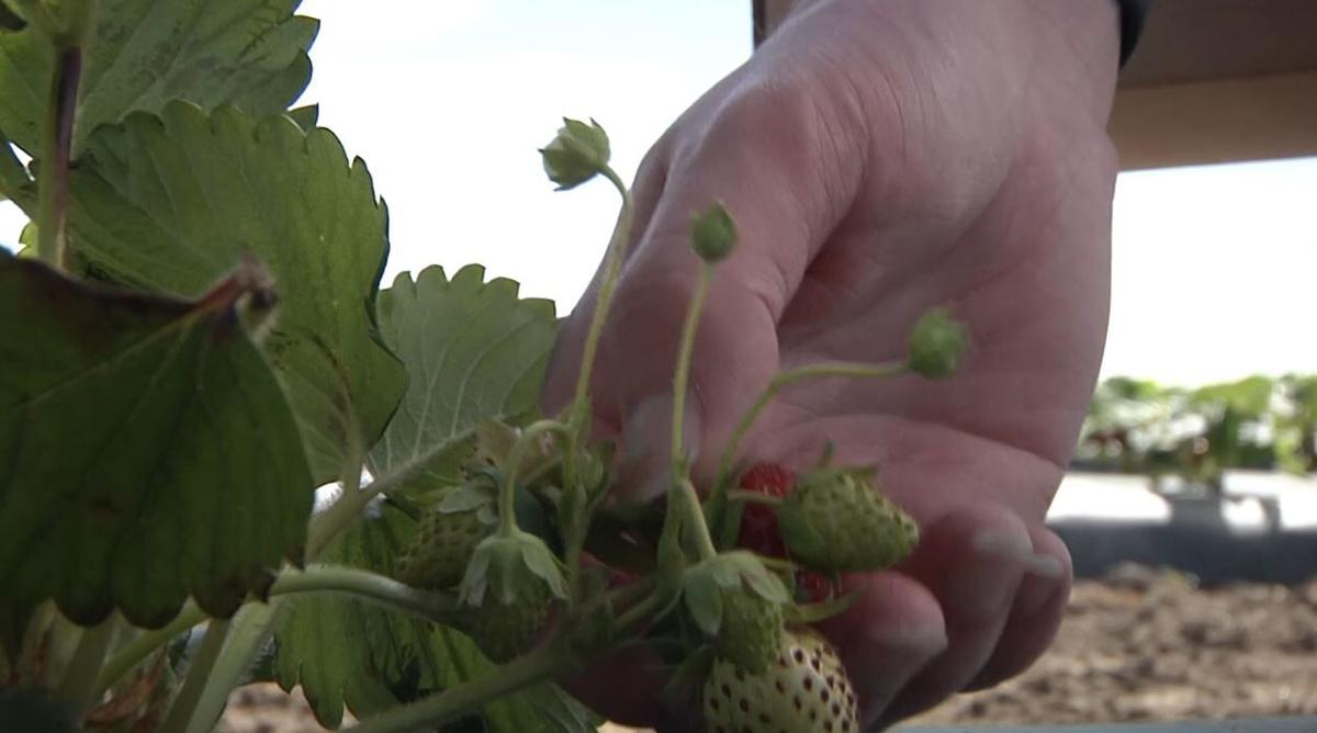 Middleton Six Sons Farms Strawberry Festival Is On News Nbcrightnow Com Middleton Six Sons Farms Strawberry Festival Is On News Nbcrightnow Com