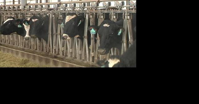Yakima Valley Dairies settle lawsuit, will clean up pollution - Vimarsana News