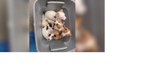 Mikey's Chance rescues a litter of six puppies taped in a plastic tote in Toppenish - Vimarsana News