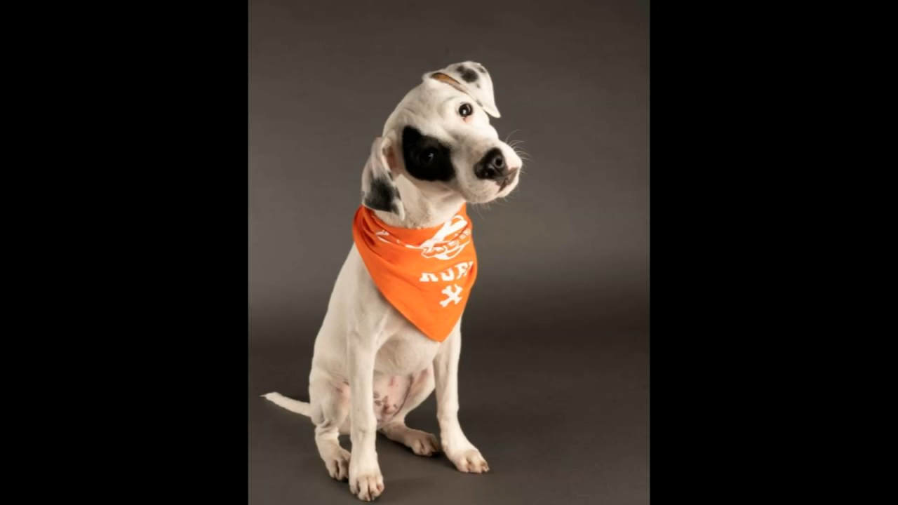 Watch Here Is The Starting Line Up For The 2021 Puppy Bowl News Nbcrightnow Com