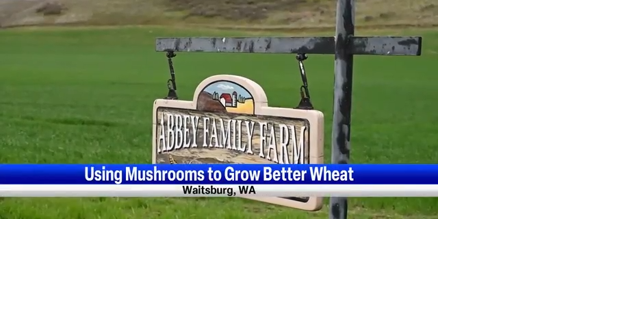 Making mushroom waste into wheat farm nourishment - Vimarsana News