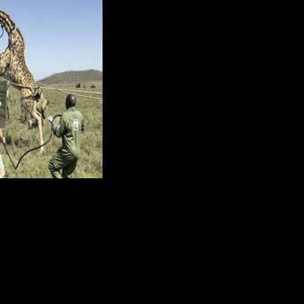 An adult female Masai giraffe rears on its hind legs as it resists efforts by Kenyan rangers to guide it into a transportation crate