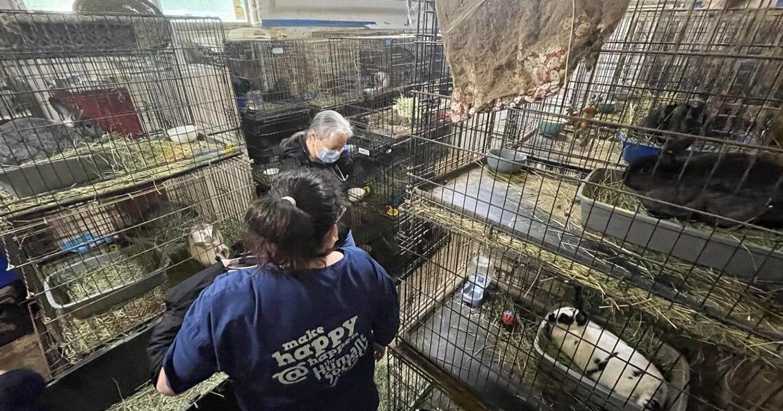 Over 200 rabbits confiscated from Puyallup home | News | nbcrightnow.com