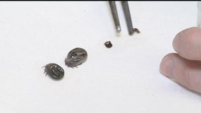 Increase in ticks expected this summer