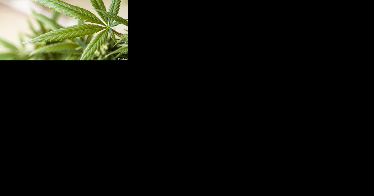 $1.3 million to address youth cannabis and tobacco use in Washington - Vimarsana News