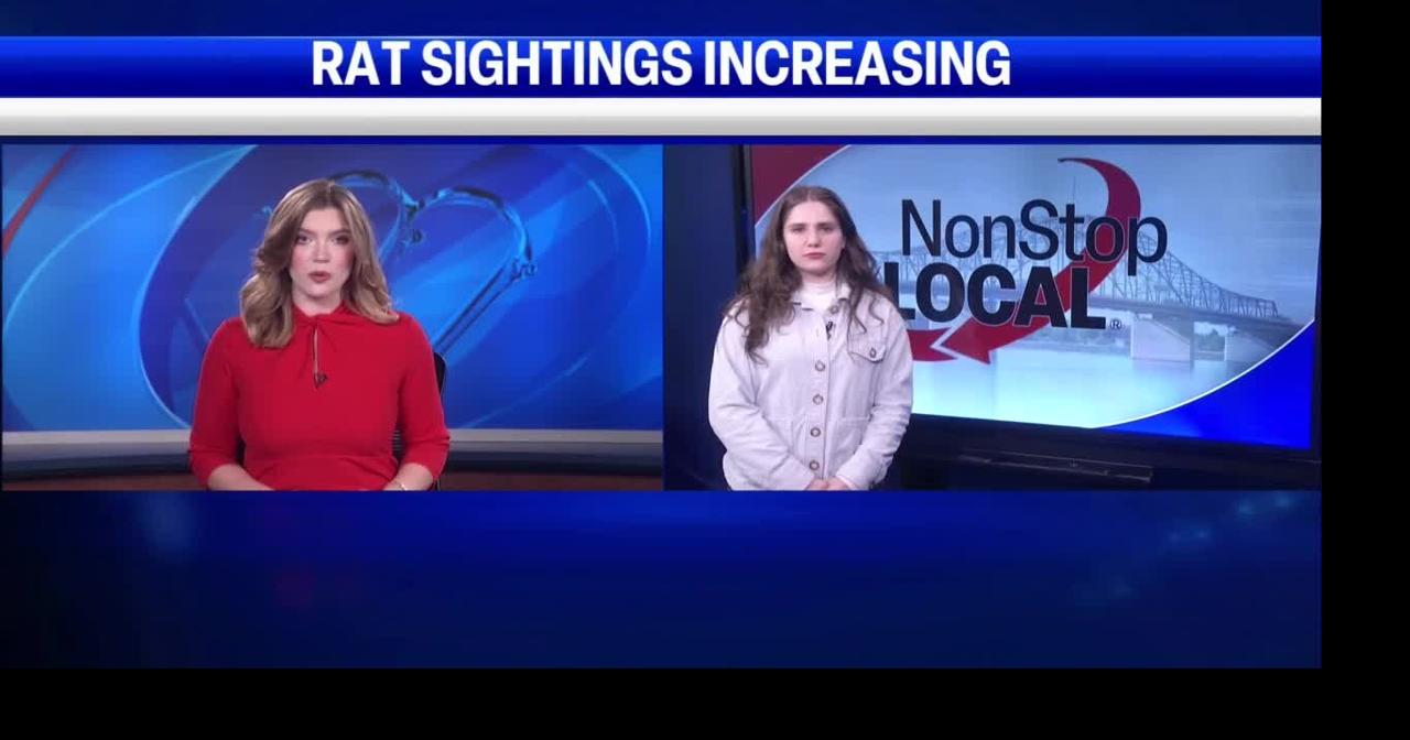 Tri-Cities' sees increase in rat-related pest control calls | News ...