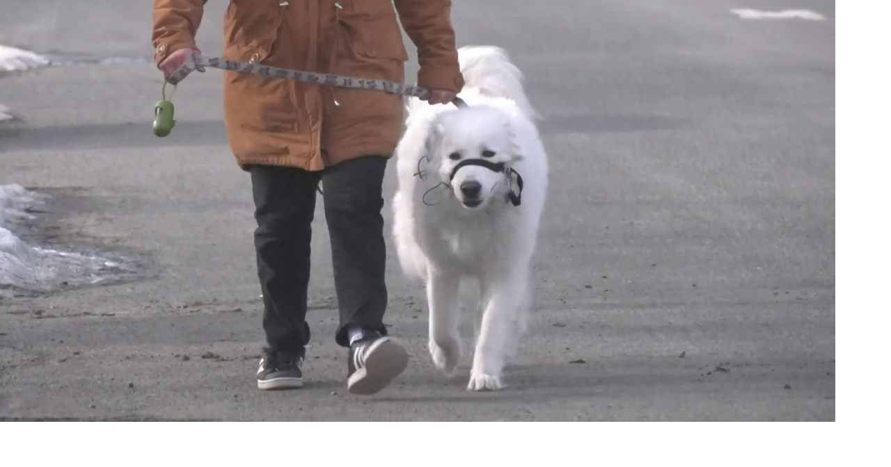 WATCH Dog saves owners life after having a seizure during a walk
