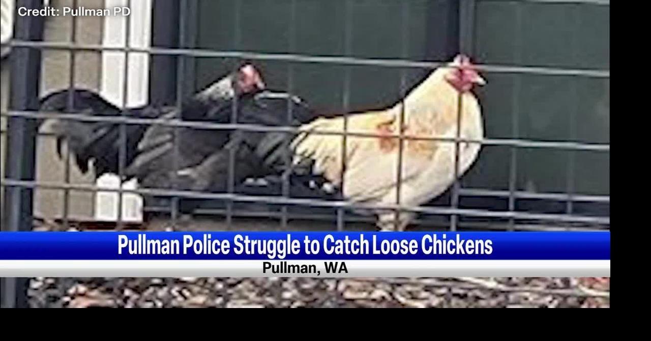 Pullman Police struggle to catch loose chickens | Regional ...