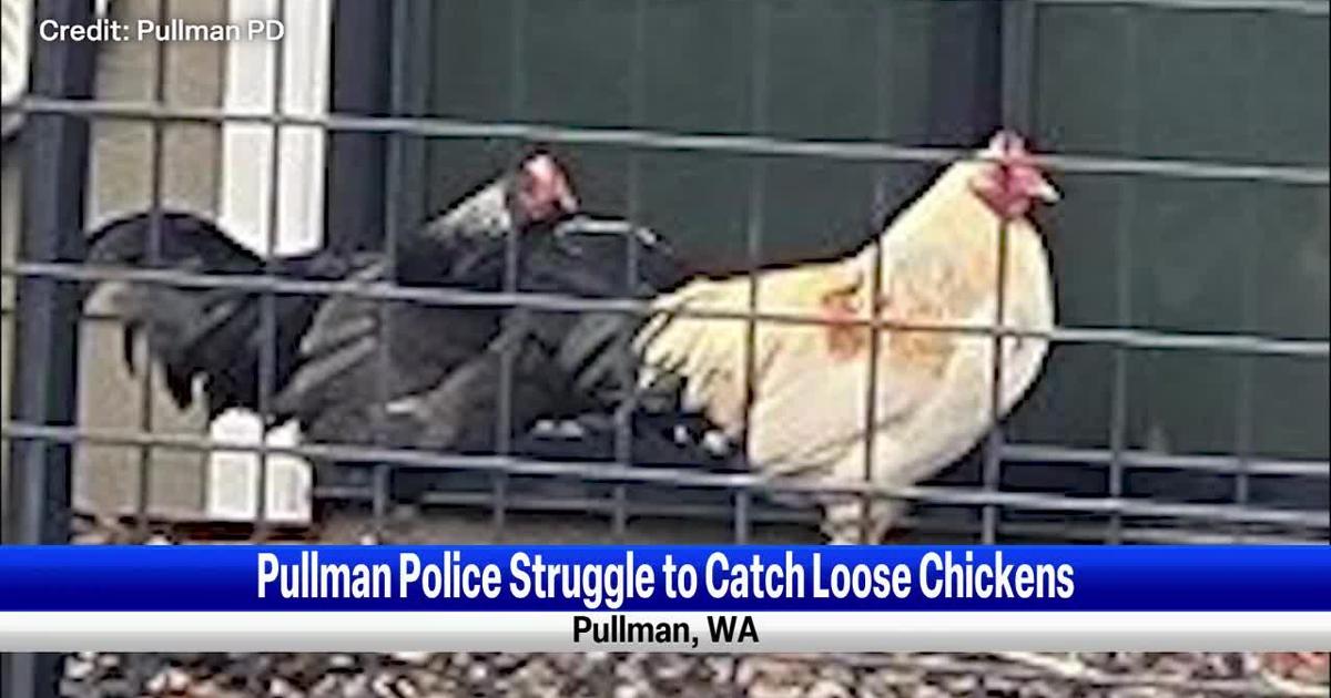 Pullman Police struggle to catch loose chickens | Regional ...
