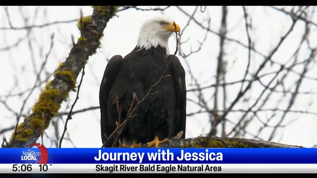 Journey With Jessica: Skagit River Bald Eagle Natural Area | News ...