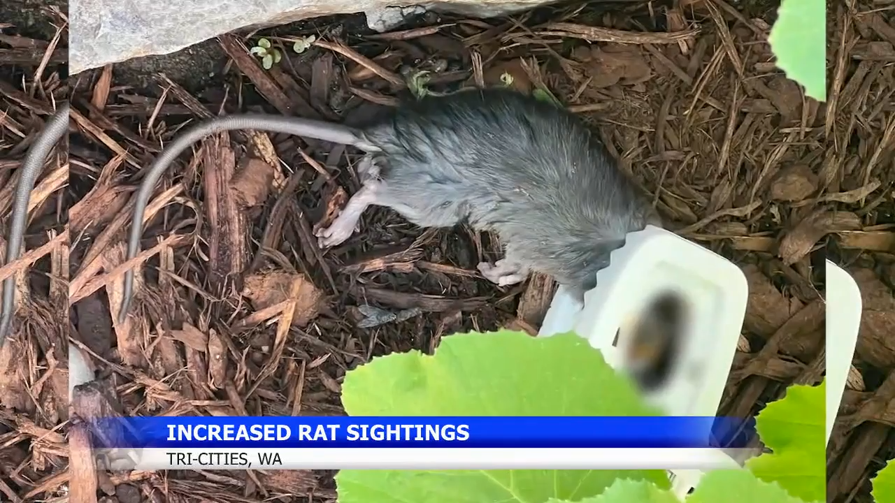 Tri-Cities residents seeing rise in rat populations | News