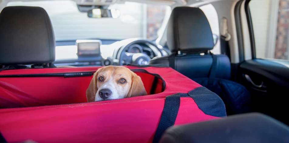 Washington Nationals Dog Jerseys, Nationals Pet Carriers, Harness