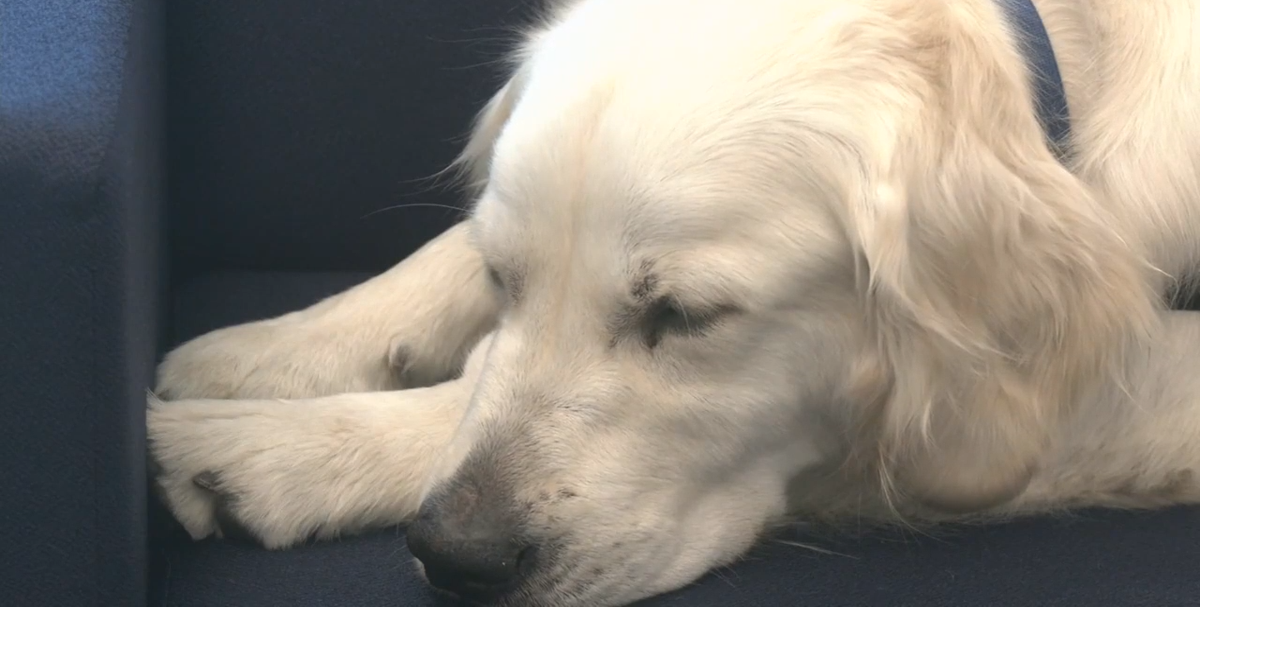 West Richland PD's therapy dog Polar supports William Wiley Elementary
