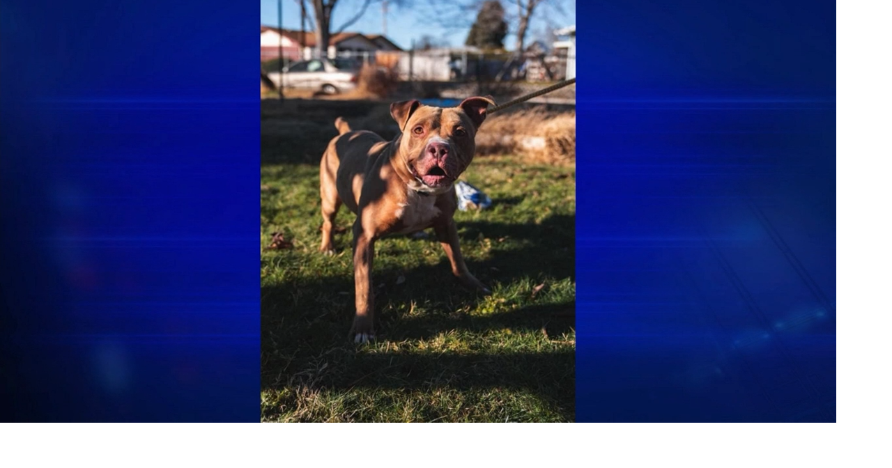 Pitbull pen clearance