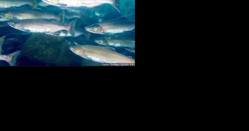 Fall Chinook harvest to be allowed on Snake River fishery - Vimarsana News