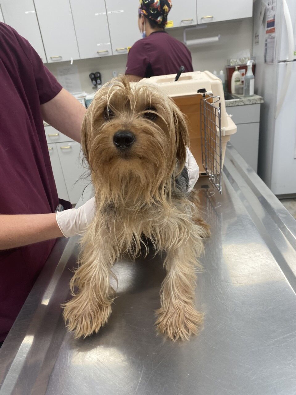 Yorkie clearance puppy mill