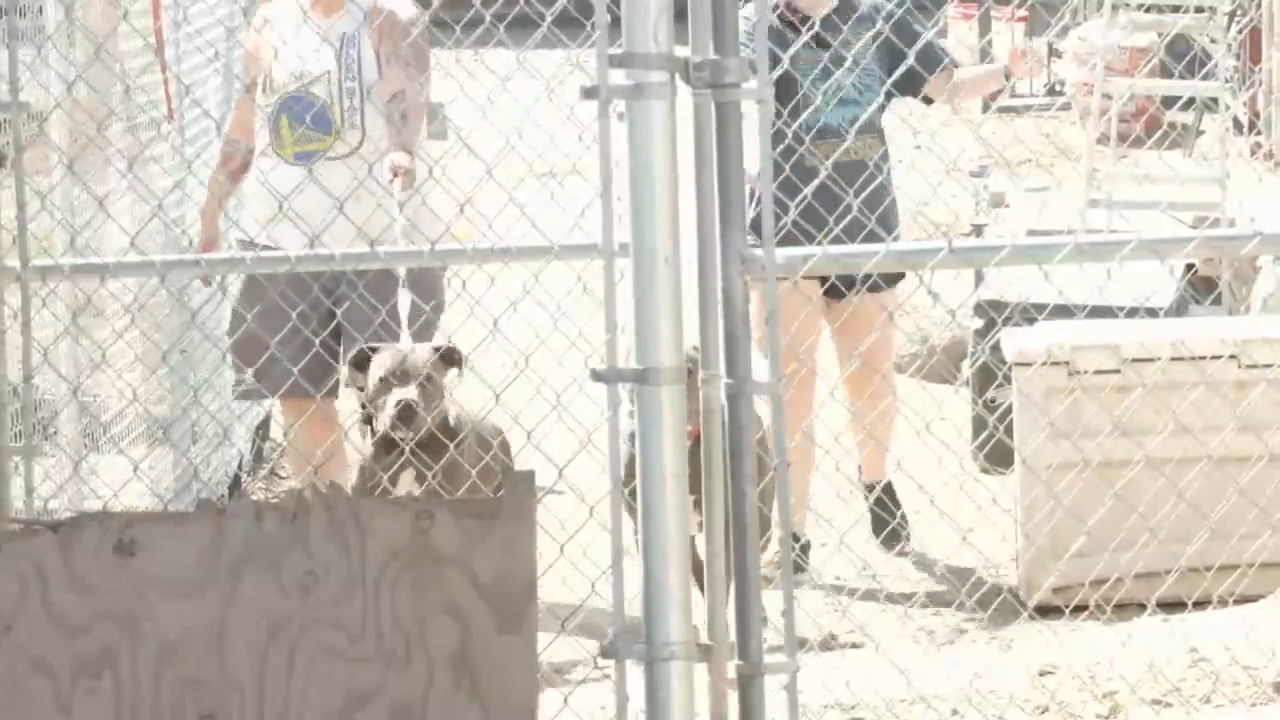 Pit Bull Pen in Benton City taking part in Clear the Shelters
