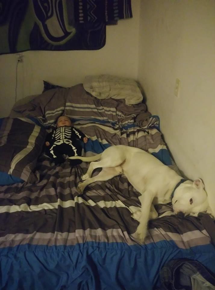 Anna Brooks Our Blue Boy 2.5 years old and best dog I've ever had.jpg