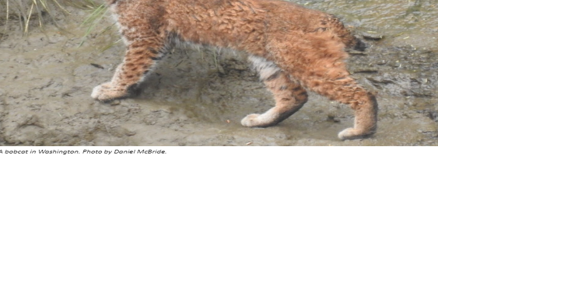 Hunters, trappers in Washington must now submit bobcat jaws as