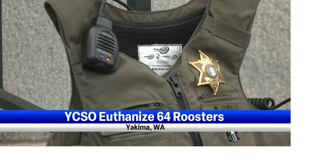 YCSO on why they euthanized 64 roosters bred for cockfighting
