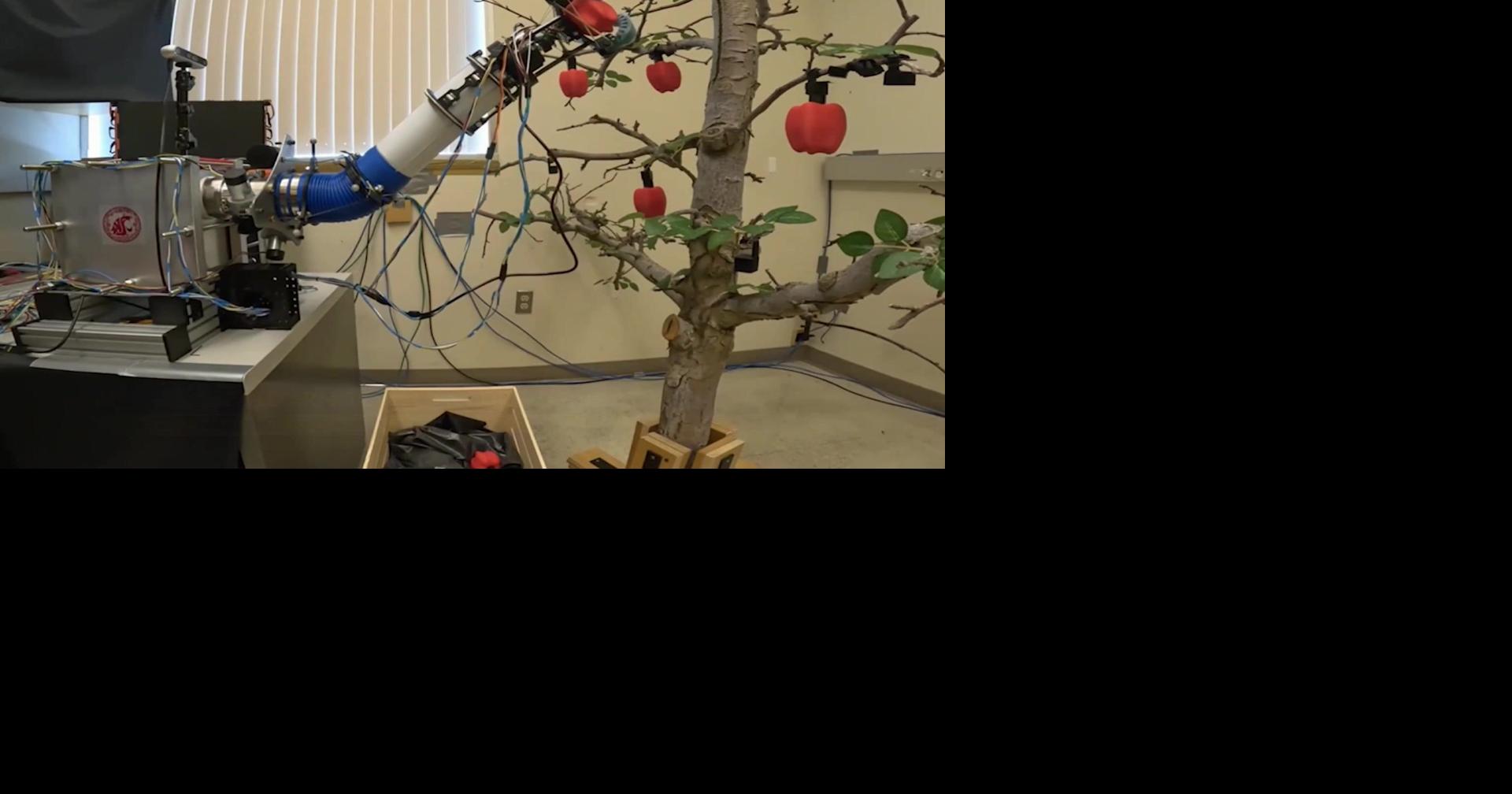 WSU researchers develop low-cost robotic apple picker for local ...