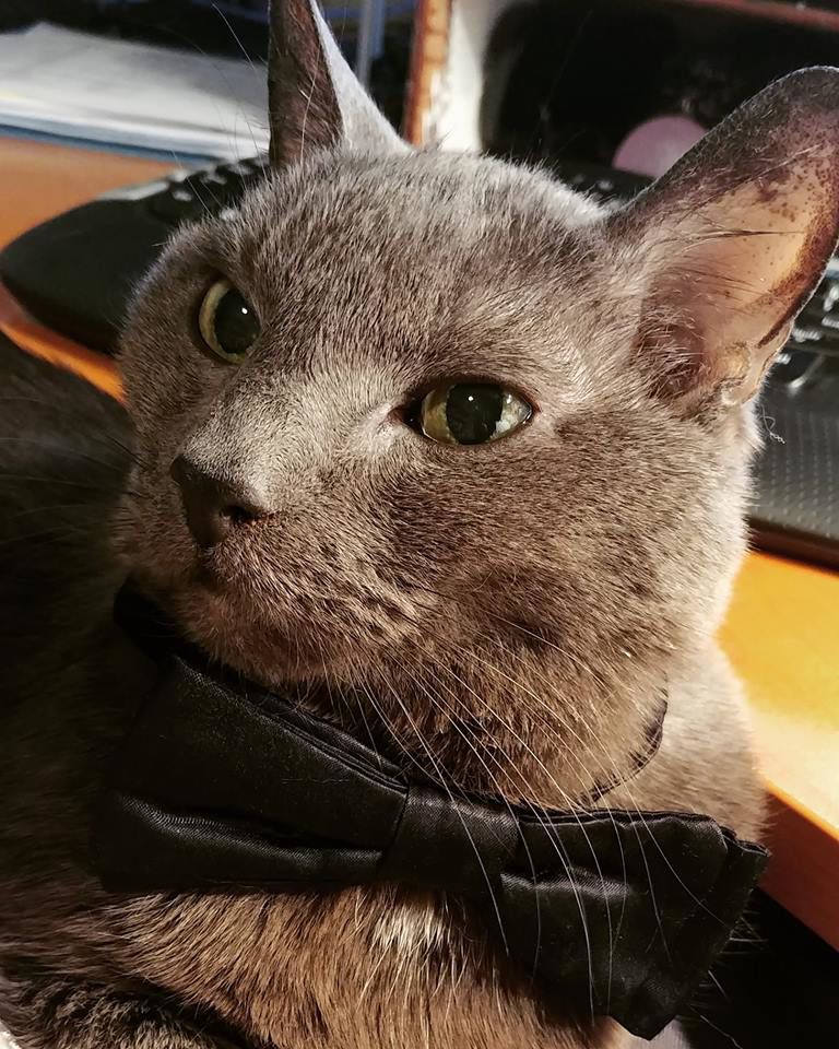 Dotty Rickards Smokey is 17 years old and a snuggle boy..jpg