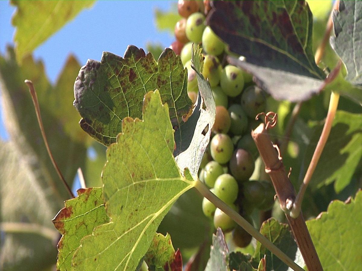 Local Wine Makers Donate Grapes To Virginia Vineyard That Was Burglarized Archives Nbcrightnow Com