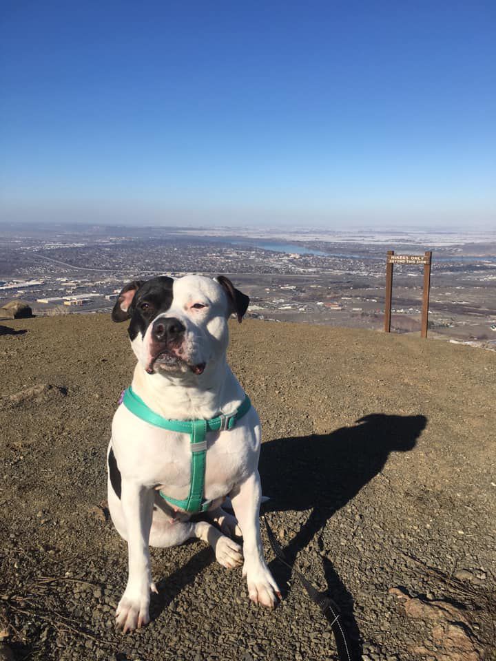 Gina Burt Missy at the top of Badger Mt..jpg