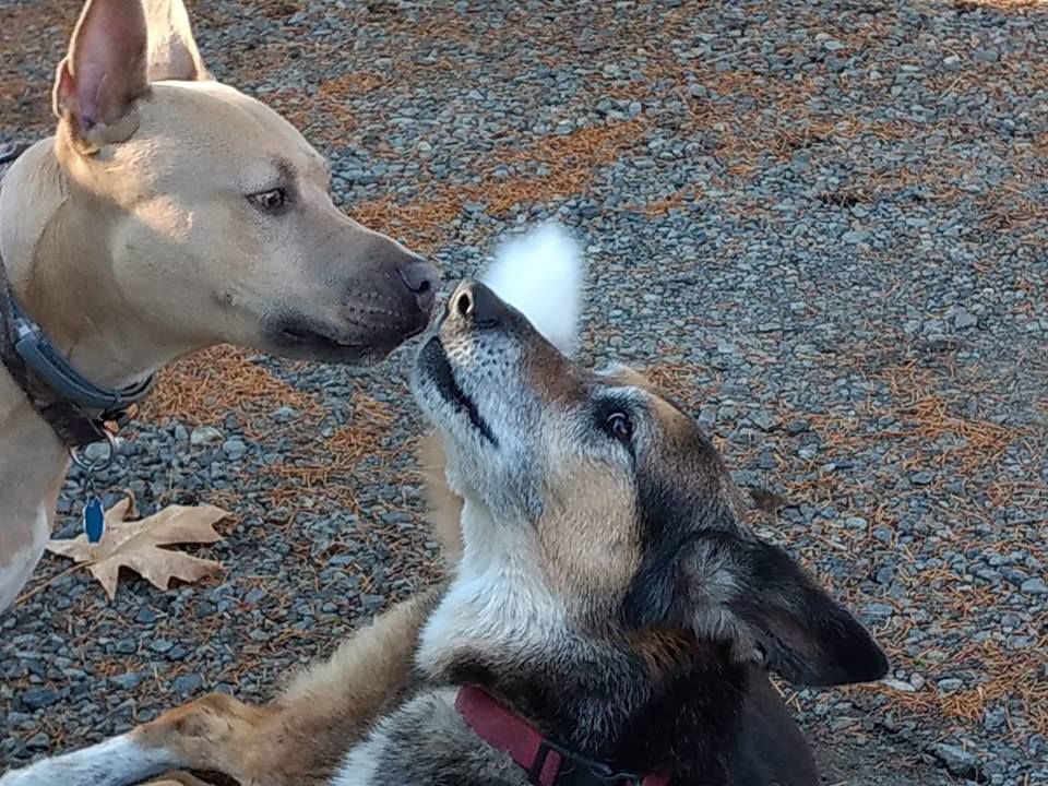 Jackie Sartain Missy Kissy.jpg