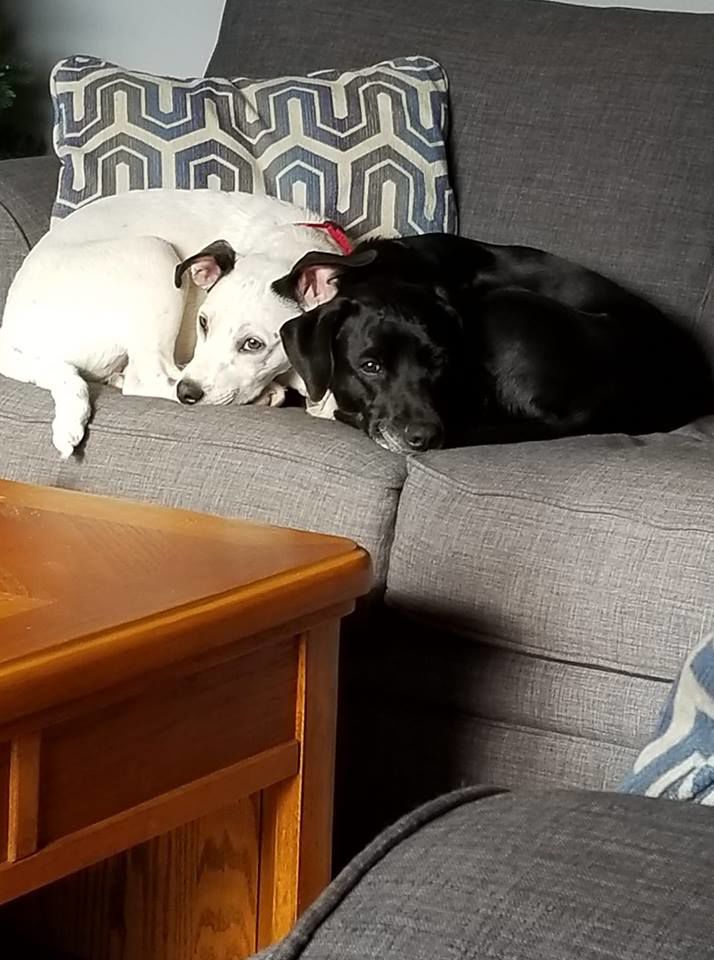 Jason Danielson My fur babies Jackson (left) Luna (right)..jpg