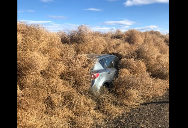 So What Actually is a Tumbleweed, Anyway, And How Did it Become Associated  with the American West?