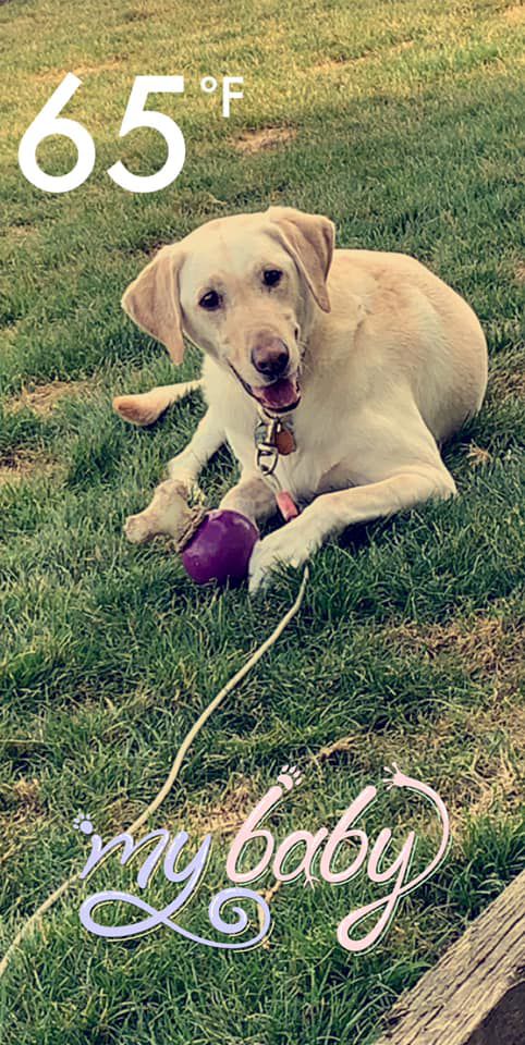 Linda Jackson Lynch, Yellow Lab.jpg