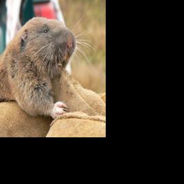 Western Wash. Gopher Could Join Endangered Species List | News ...