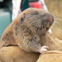 Western Wash. Gopher Could Join Endangered Species List | News ...