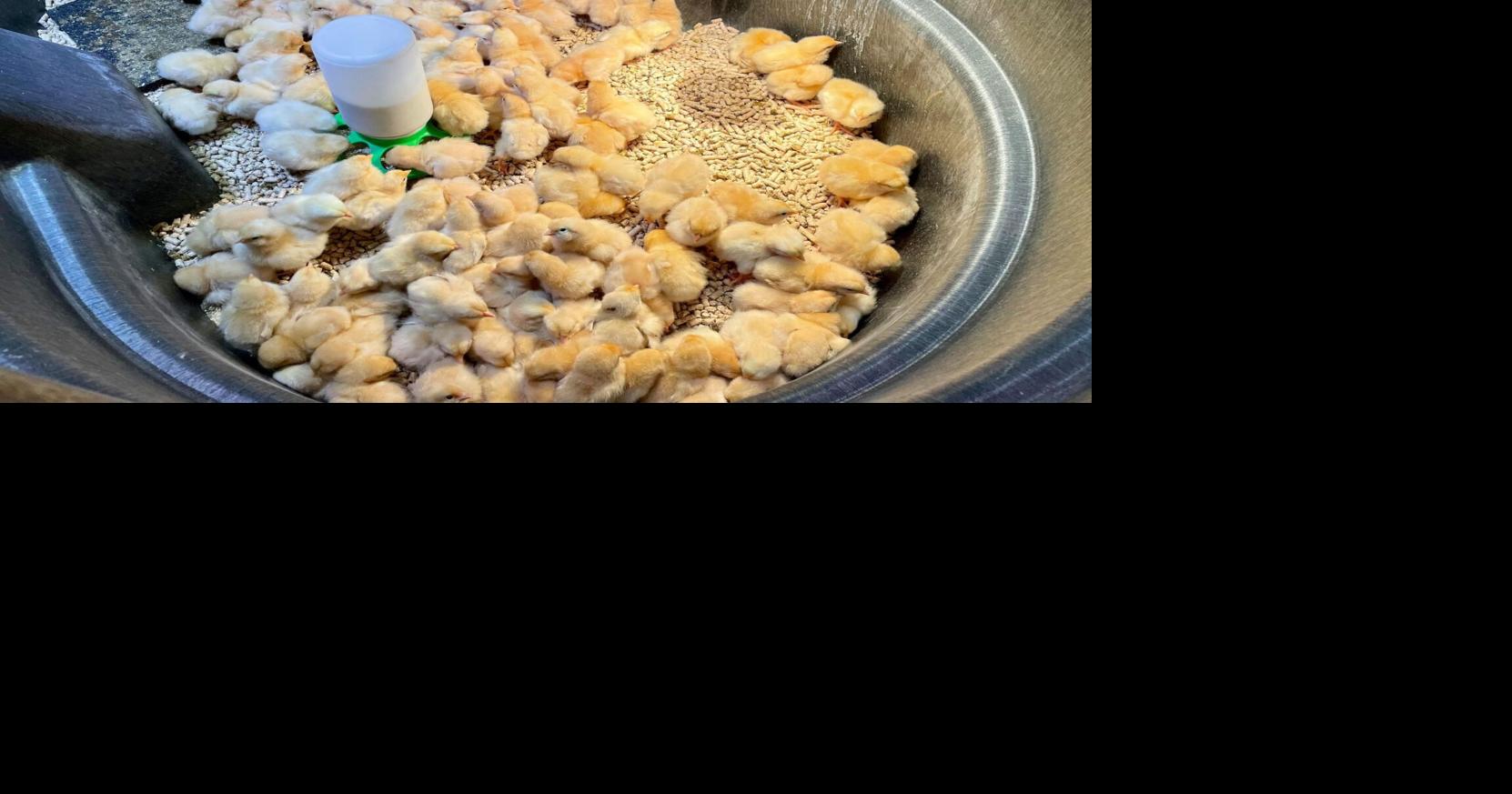 Backyard hobby farms on a rise in popularity Top Story