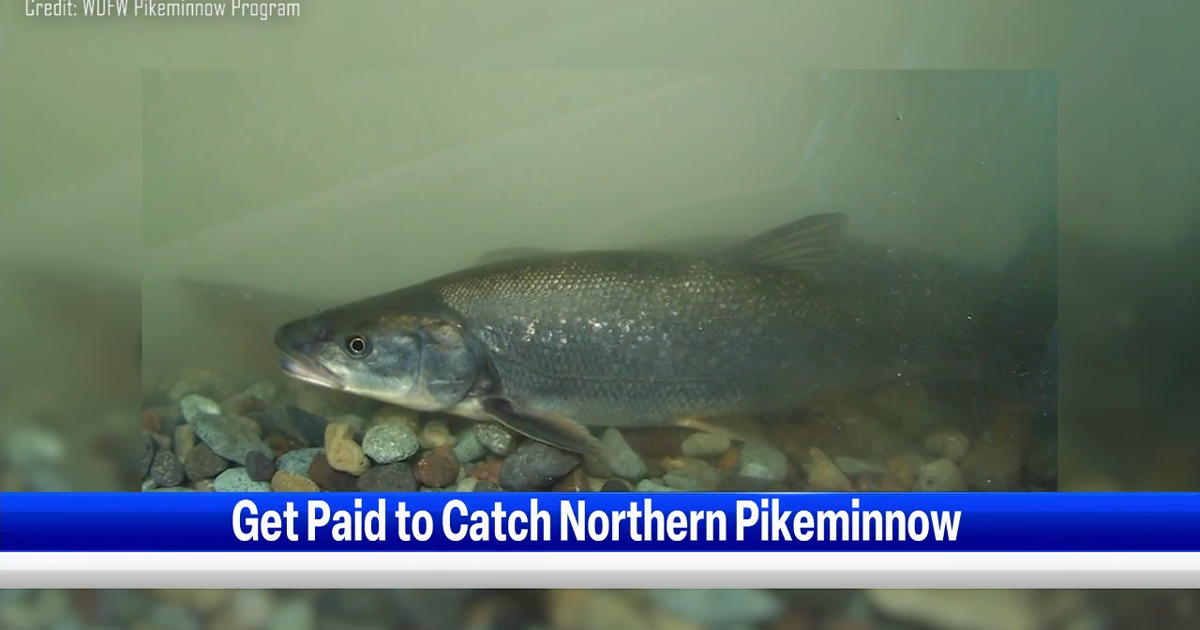 Pikeminnow Rigs Northern Pikeminnow program pays anglers to protect young salmon and ...