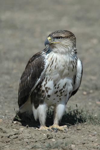 Ferruginous Hawk- State Endangered
