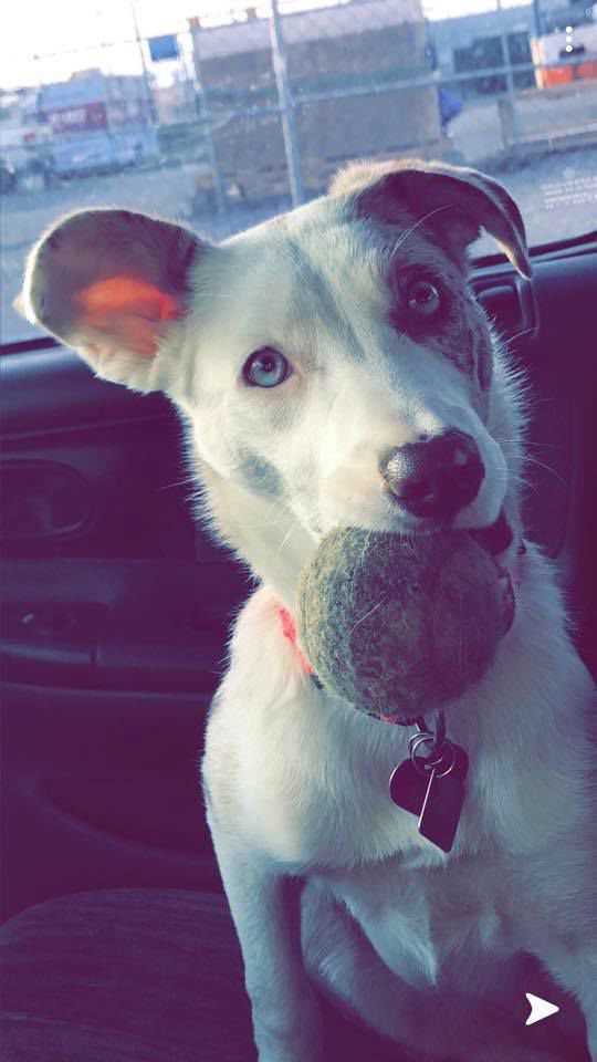 Roy Brewer Nahla, my catahoula.jpg