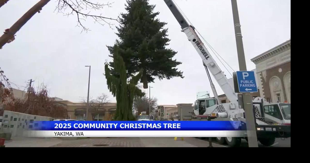 Yakima's larger-than-life Christmas tree to light up Millennium Plaza ...