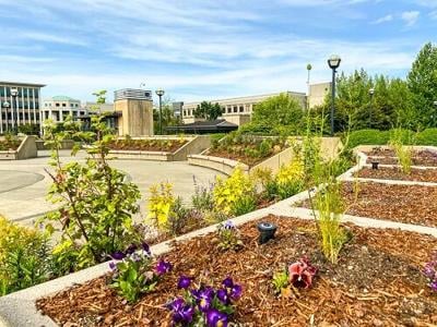Pollinator garden opens on Capitol Campus to protect bees, butterflies, birds